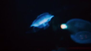 Zifiri karanlık suda yüzen Ay jölesinin yakınına.