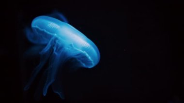 Zifiri karanlık suda yüzen Ay jölesinin yakınına.