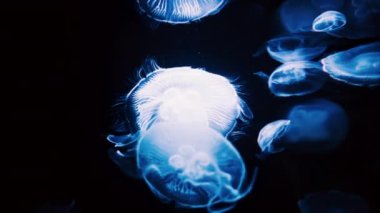 Zifiri karanlık suda yüzen Ay jölesinin yakınına.