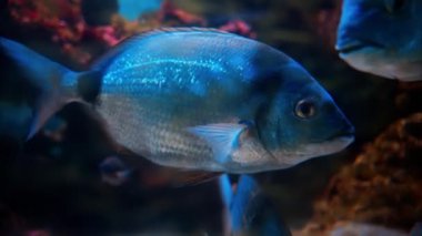 Mercan resiflerinin yakınında yüzen bir Diplodus vulgaris balığına yakın.