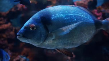 Mercan resiflerinin yakınında yüzen bir Diplodus vulgaris balığına yakın.