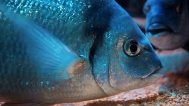 Mercan resiflerinin yakınında yüzen bir Diplodus vulgaris balığına yakın.