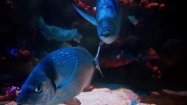 Mercan resiflerinin yakınında yüzen bir Diplodus vulgaris balığına yakın.