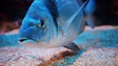 Mercan resiflerinin yakınında yüzen bir Diplodus vulgaris balığına yakın.