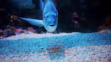 Mercan resiflerinin yakınında yüzen bir Diplodus vulgaris balığına yakın.