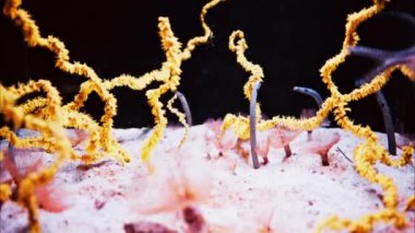 Benekli bir bahçe yılanbalığı mercan resifinin içinde heteroconger.