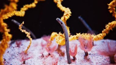 Benekli bir bahçe yılanbalığı mercan resifinin içinde heteroconger.