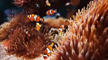 Mercan resiflerinin yakınında yüzen Osellaris palyaço balıklarına yakın.