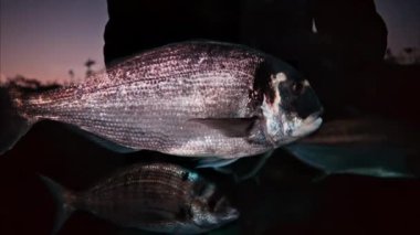 Mercan resiflerinin yakınında yüzen yaldızlı bir balık sürüsünün yakınında.