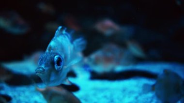 Mercan resiflerinin yakınında yüzen öpüşen bir balığa yaklaş