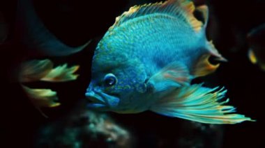 Chromis viridis balığının yakınında mercan resiflerinin yakınında yüzen birçok Ophthalmotilapia ventralis balığı var.