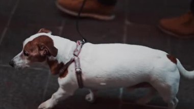 Jack Russell Terrier köpeği sahibinin yanında tasmayla sokakta yürüyor.