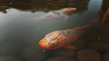 Monako 'daki Prenses Grace Japon Bahçe Parkı' nda yüzen turuncu koi balığı.