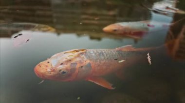 Monako 'daki Prenses Grace Japon Bahçe Parkı' nda yüzen turuncu koi balığı.
