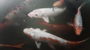 Koi balığı Monako 'daki Prenses Grace Japon Bahçe Parkı' nda yüzüyor.