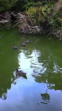 Monaco, Monte Carlo 'daki Jardins de la Petite Afrique' de su birikintisindeki ördekler. Dikey