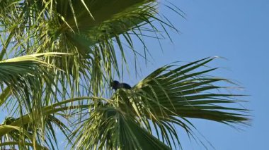 Arka planda mavi gökyüzü olan bir palmiye ağacını kapat