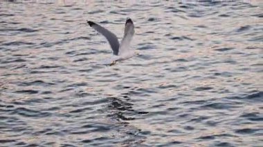 Monako 'da deniz kıyısındaki kayalıklardan uçan bir martıya yaklaş.