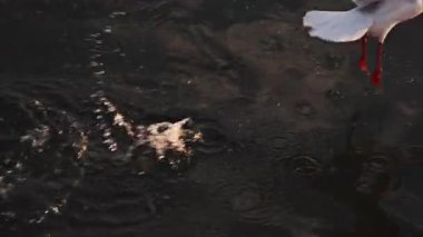 Denizin üzerinde uçan ve suya dokunan bir martıya yaklaş.