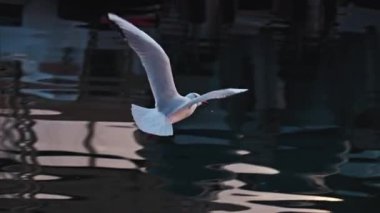 Denizdeki teknelerin üzerinde uçan bir martıya yaklaş.