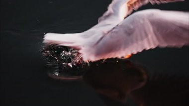 Denizin üzerinde uçan bir martıya yaklaş ve sudan yiyecek topla.