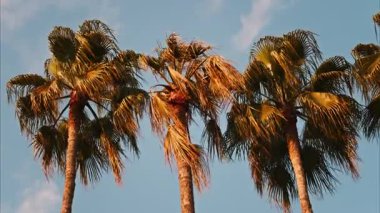 Mavi bir arkaplanda üç palmiye ağacını kapat