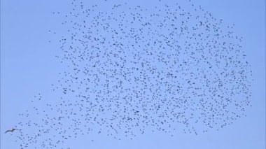 Arka planda mavi gökyüzünde uçan bir karga sürüsünün görüntüsü