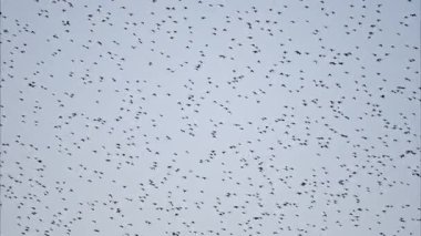 Arka planda gri bir gökyüzünde uçan bir karga sürüsünün görüntüsü
