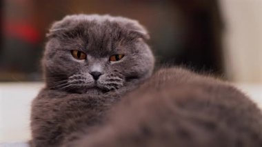 Gri bir İskoç kedisine yakın, turuncu gözlü, bulanık bir arka planla yatıyordu.