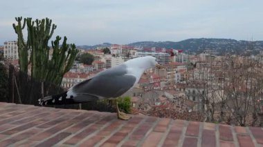Arkasında Fransa 'nın Cannes şehrinin silueti olan bir çitin üzerindeki martıyı kapatın.