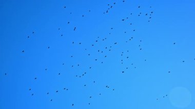 Arkadaki mavi gökyüzünde daireler çizerek uçan bir karga sürüsü görüntüsü