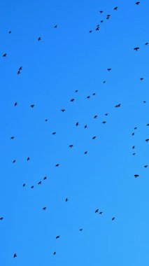 Arka planda mavi gökyüzünde daireler çizen bir karga sürüsü görülüyor. Dikey