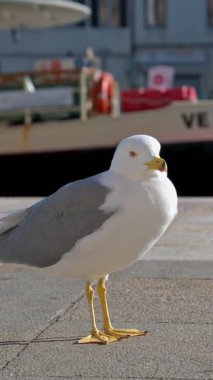 Venedik, İtalya - 10 Ocak 2025: Arka planda bir tekne hareket ederken kaldırımda duran bir martıya yakın çekim. Dikey