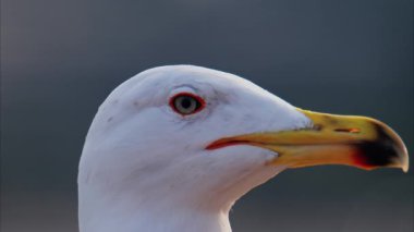 Bulanık bir arkaplanda bir martıyı kapat