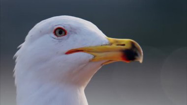 Bulanık bir arkaplanda bir martıyı kapat