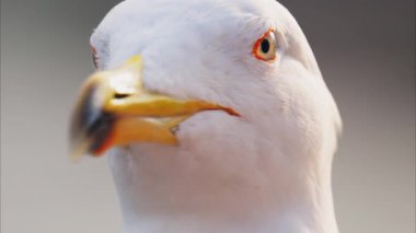 Bulanık bir arkaplanda bir martıyı kapat