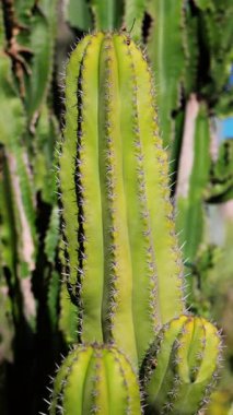 Bahçedeki bir kaktüsün yakınına. Dikey