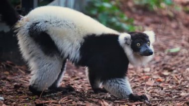 Hayvanat bahçesinde yere doğru ilerleyen siyah beyaz bir lemur.
