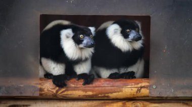 Hayvanat bahçesindeki iki siyah beyaz lemuru kapatın.