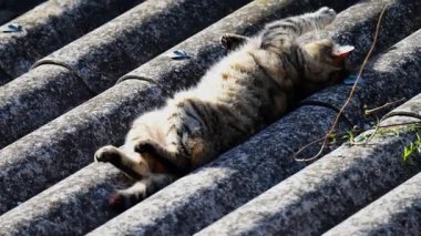 Çizgili bir kedi çatıda güneşleniyor.