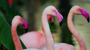 Hayvanat bahçesinde suyun içinde duran güzel, pembe flamingolara yakın.