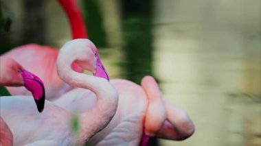 Hayvanat bahçesinde suyun içinde duran güzel, pembe flamingolara yakın.