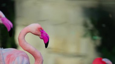 Hayvanat bahçesinde suyun içinde duran güzel, pembe flamingolara yakın.