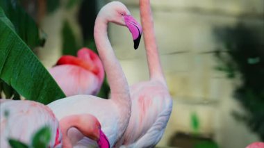 Hayvanat bahçesinde suyun içinde duran güzel, pembe flamingolara yakın.