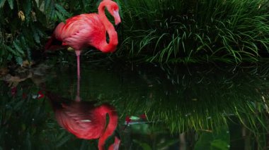 Bir hayvanat bahçesinde suyun içinde duran güzel, pembe flamingoyu kapat.