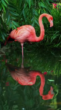 Bir hayvanat bahçesinde suyun içinde duran güzel, pembe flamingoyu kapat.