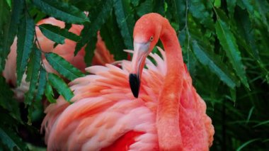 Bir hayvanat bahçesinde suyun içinde duran güzel, pembe flamingoyu kapat.