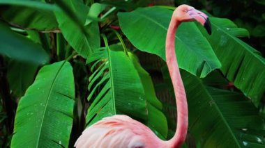 Bir hayvanat bahçesinde suyun içinde duran güzel, pembe flamingoyu kapat.