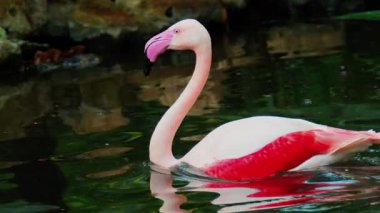Güzel, pembe flamingoyu kapatın. Hayvanat bahçesinde suda hareket ediyor.