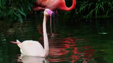 Güzel, pembe flamingoyu kapatın. Hayvanat bahçesinde suda hareket ediyor.